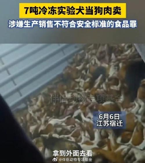 养狗买狗肉赚钱吗？合法吗实验犬多少钱养狗买狗肉赚钱吗？合法吗 洗脸