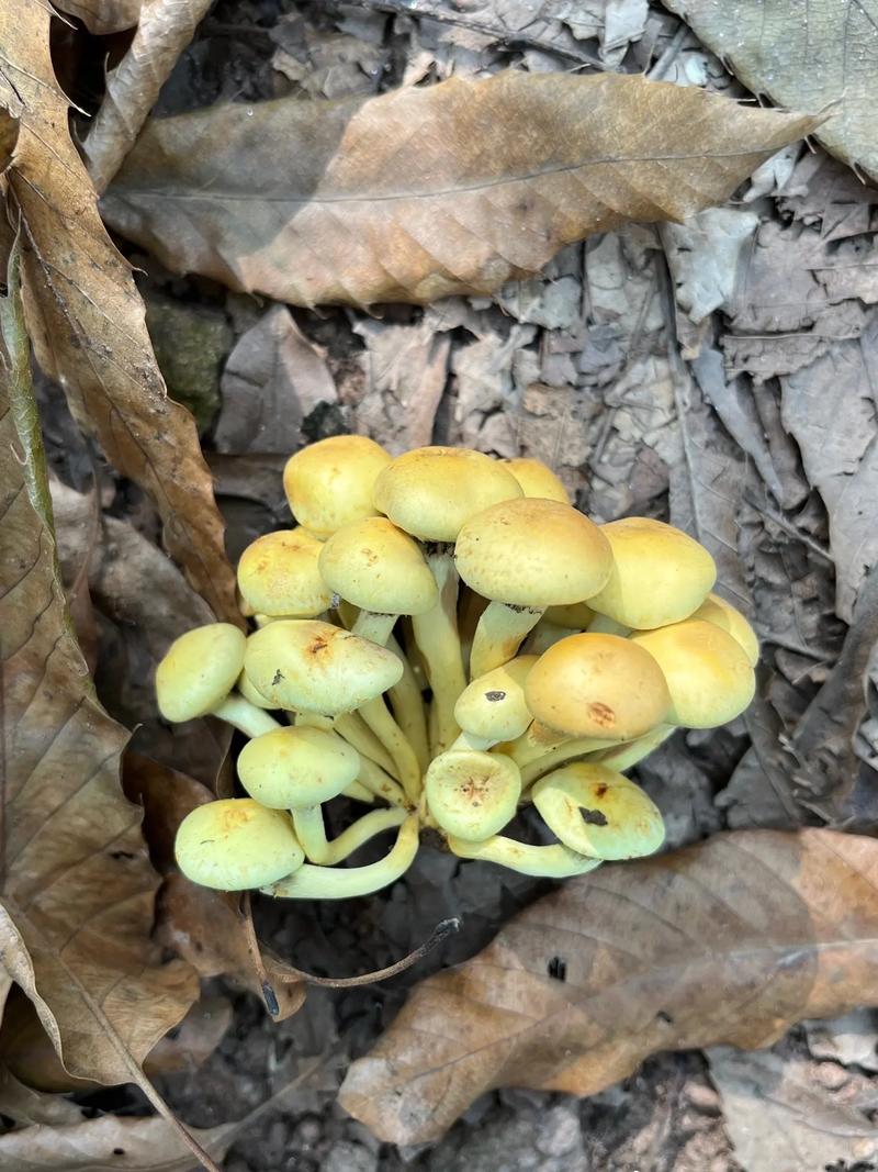 捡菌子怎么选地方野生菌种的采集野生菌怎么取种子