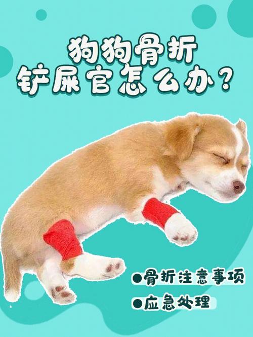 金毛犬扑倒路人致骨折，狗主人承担医疗费，你怎么看狗撞老人 骨折狗狗被车撞了怎么办 指甲